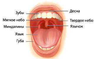 Носоглоточная миндалина