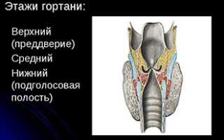 Анатомические особенности и функции гортани