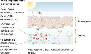 Антивозрастные кремы от морщин: выбираем и пользуемся