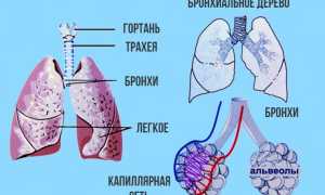 Принципы лечения трахеита у беременных
