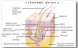 Выпадение волос: причины и способы лечения