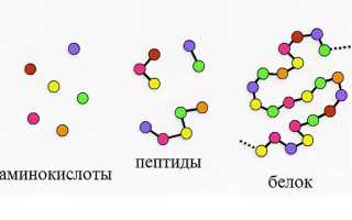 Пептидная косметика: 15 лучших средств средств от популярных производителей