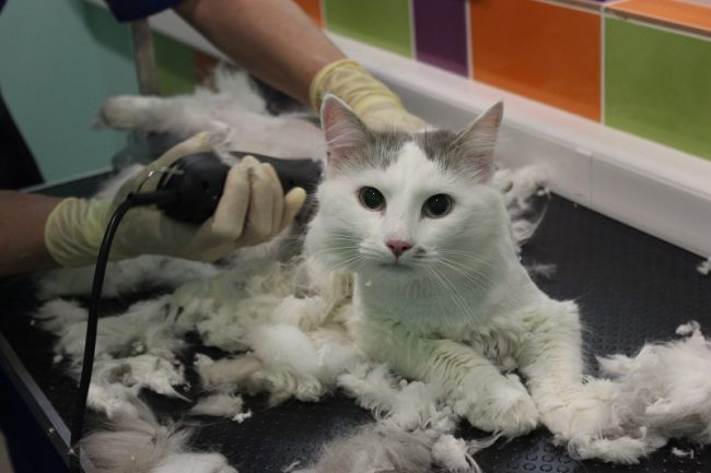 Профессиональная стрижка кота
