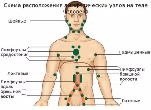 Расположение лимфоузлов