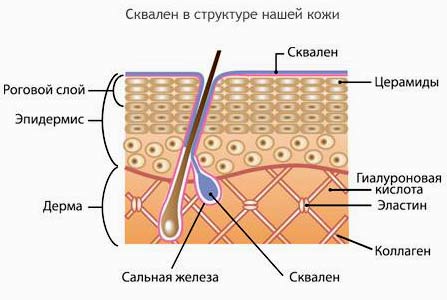 схема расположения сквалена в структуре кожи человека