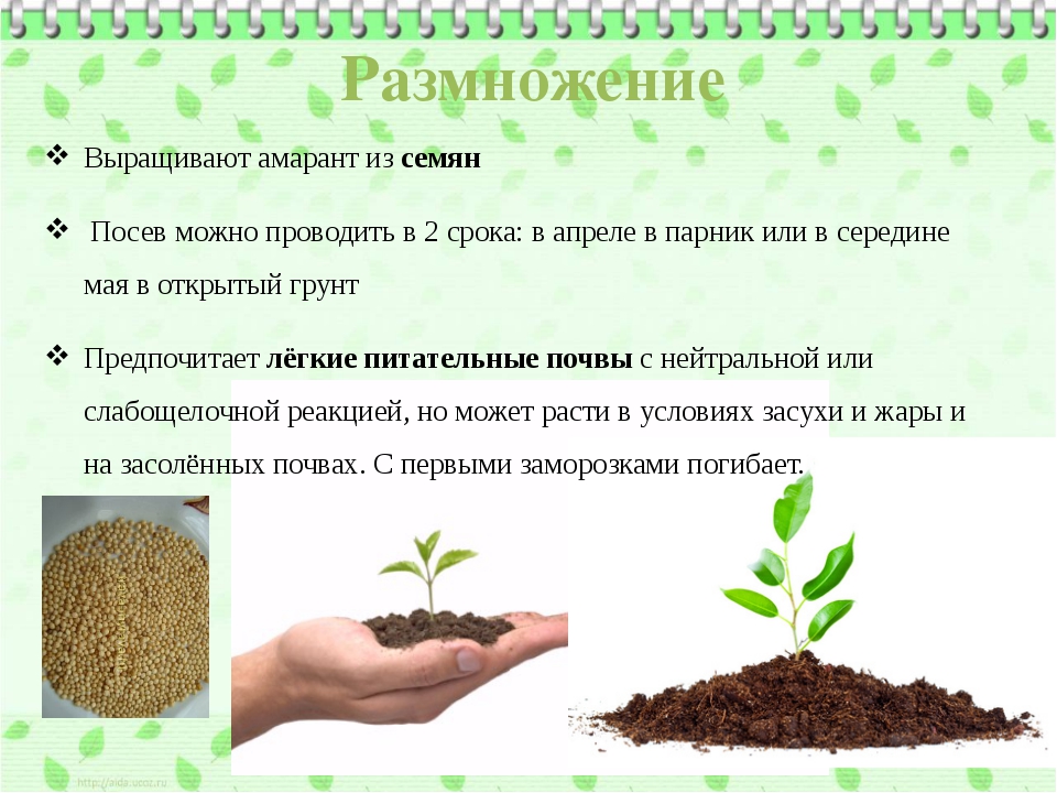 рекомендации по выращиванию амаранта
