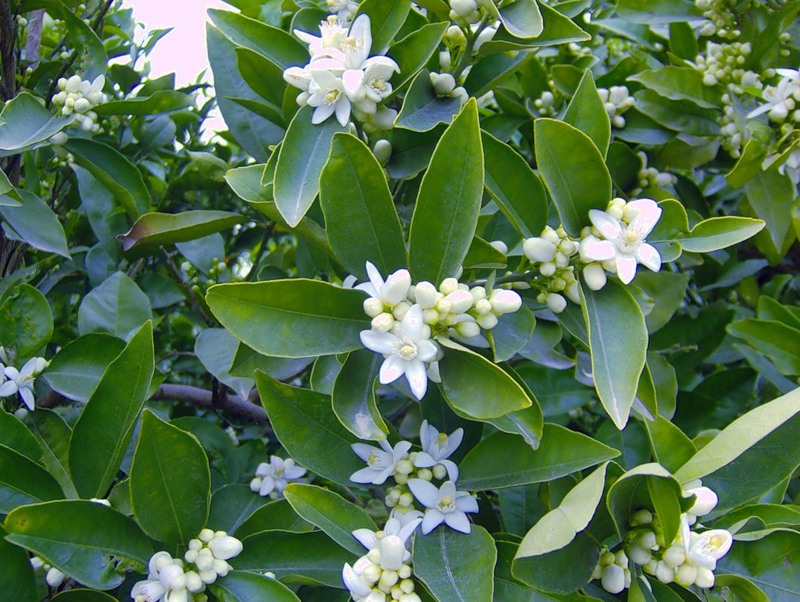 Цветы апельсина