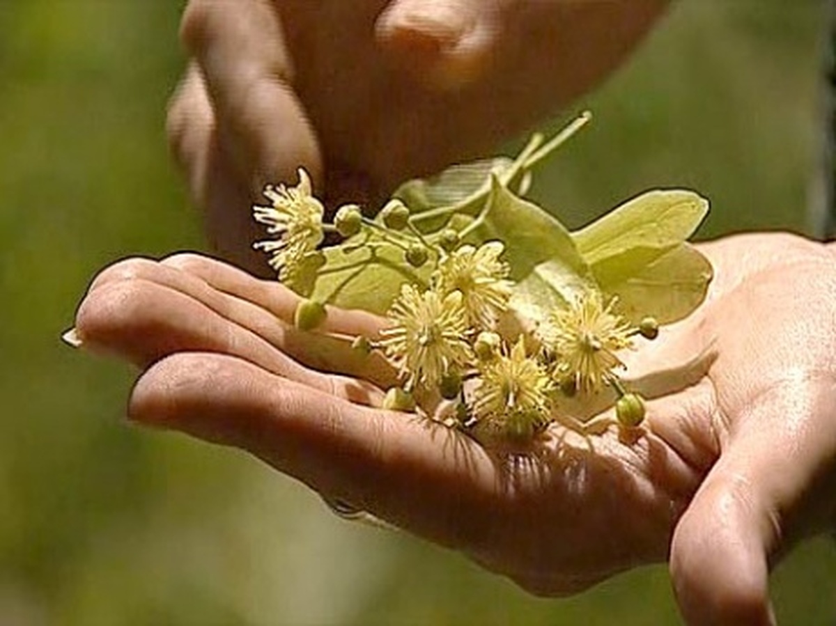 Липовый цвет