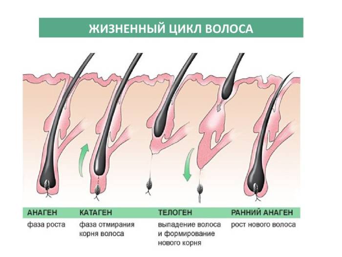 Фазы роста волос