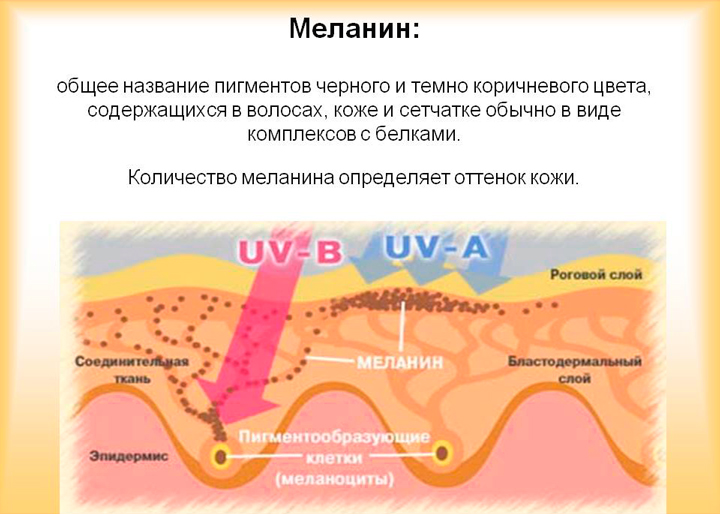 Пигмент меланин в коже