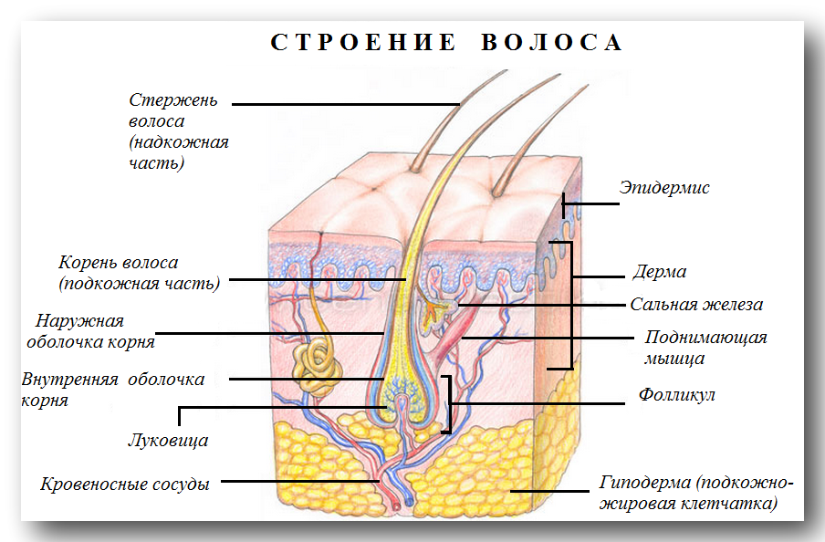 Схема строения волоса