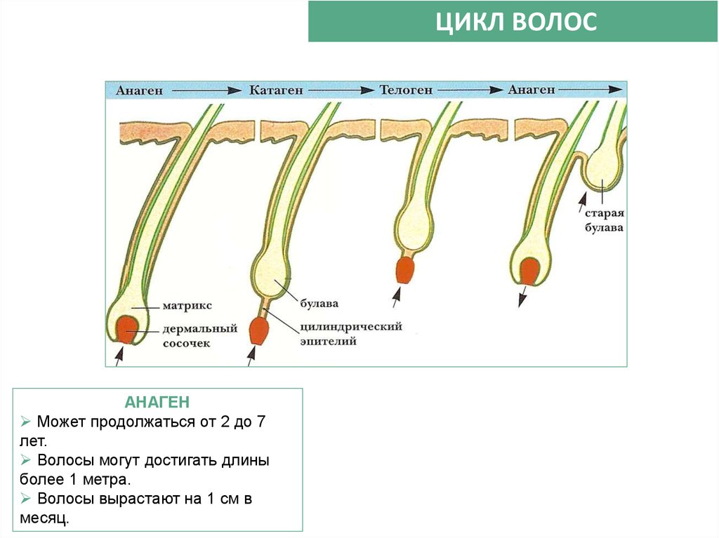 Жизненный цикл волоса