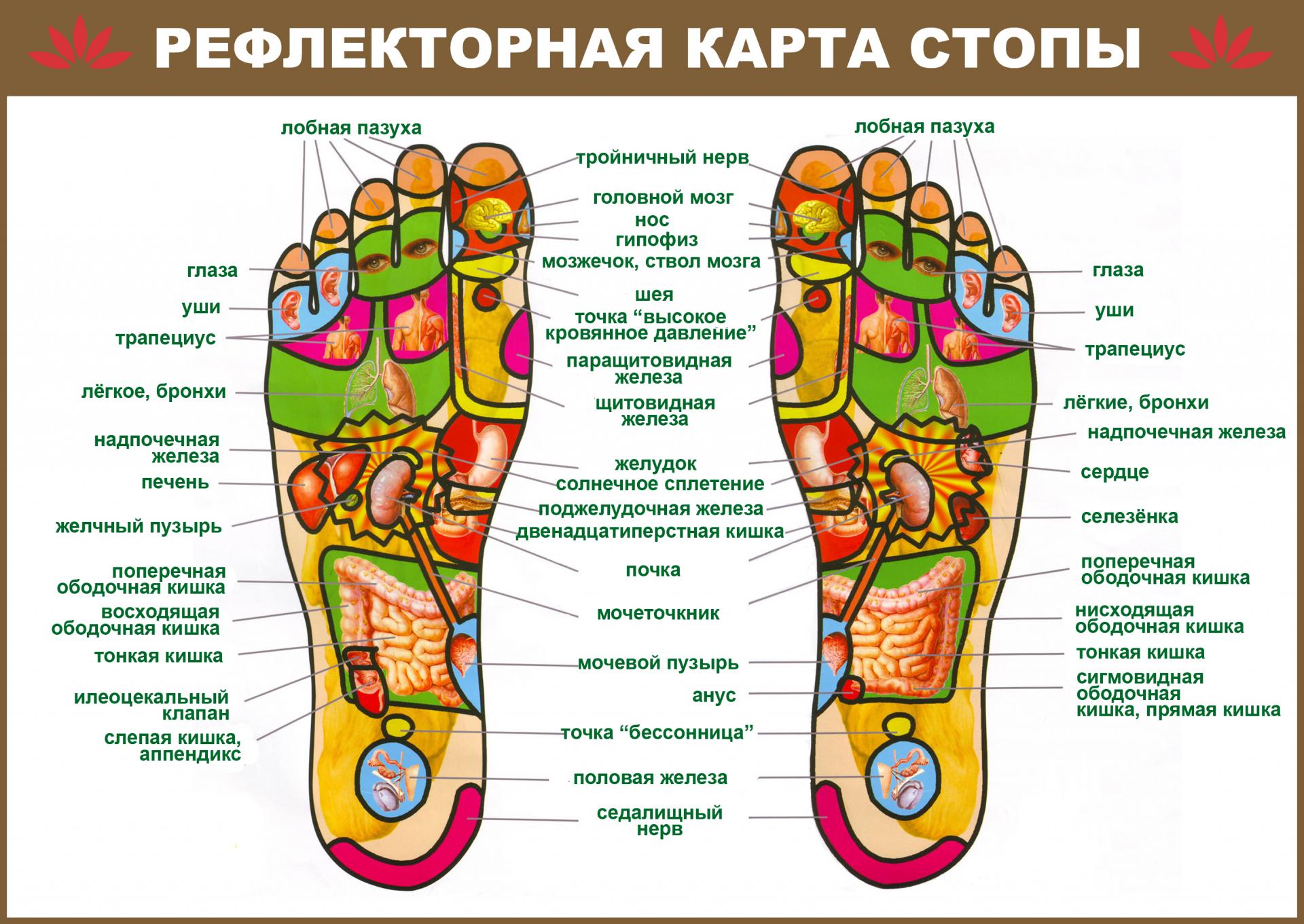 Рефлекторная карта стопы