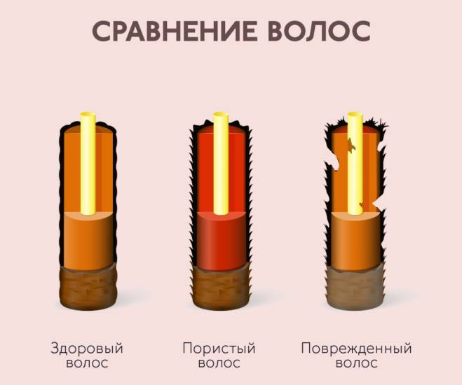 Структура волоса