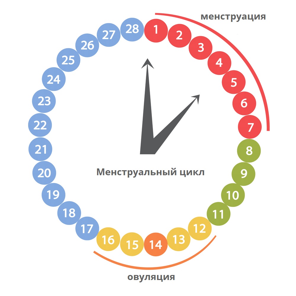 Менструальный цикл