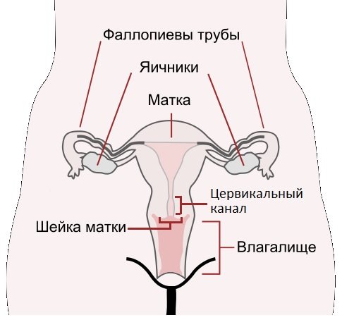 Строение женских половых органов