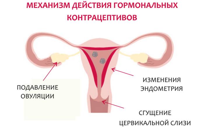 Механизм действия гормональных контрацептивов