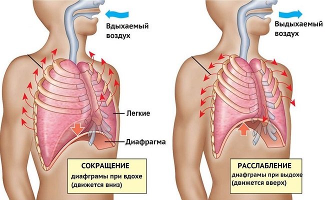 Диафрагмальное дыхание