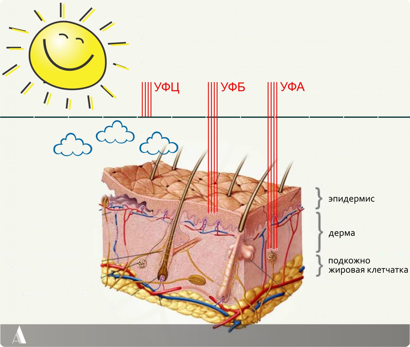 Схема действия природных УФ-лучей