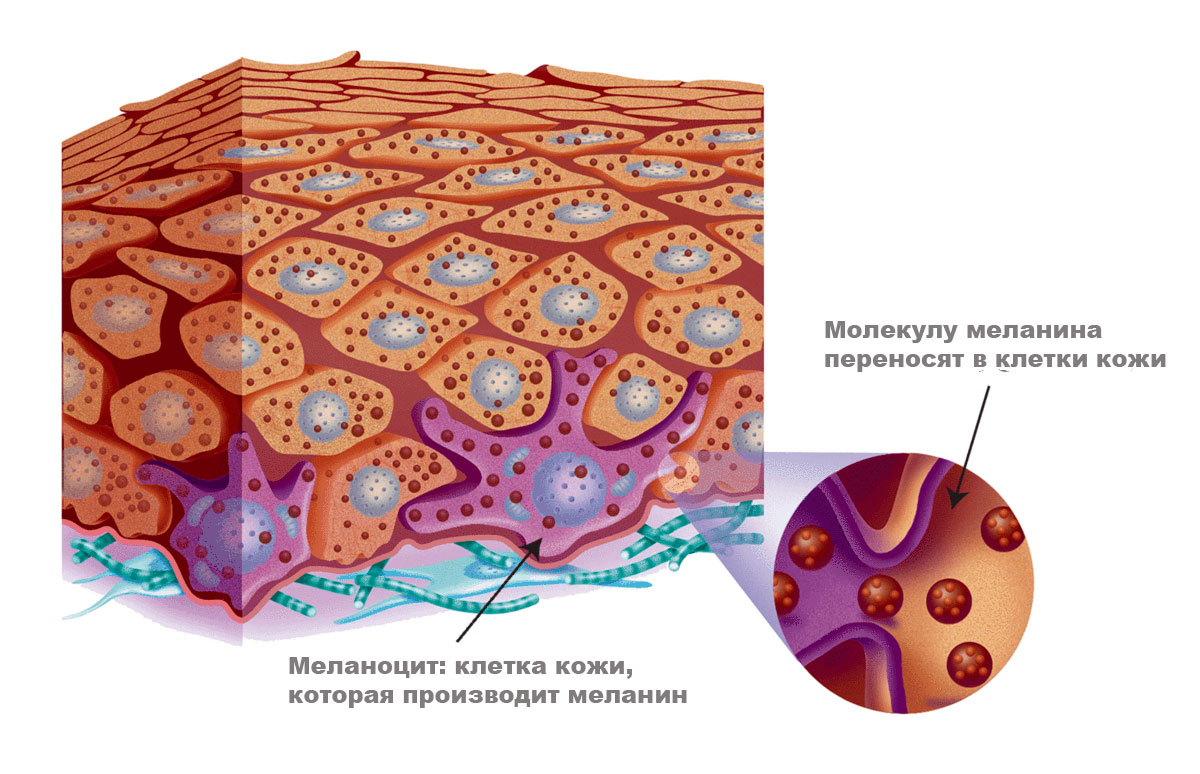 Меланоциты в коже