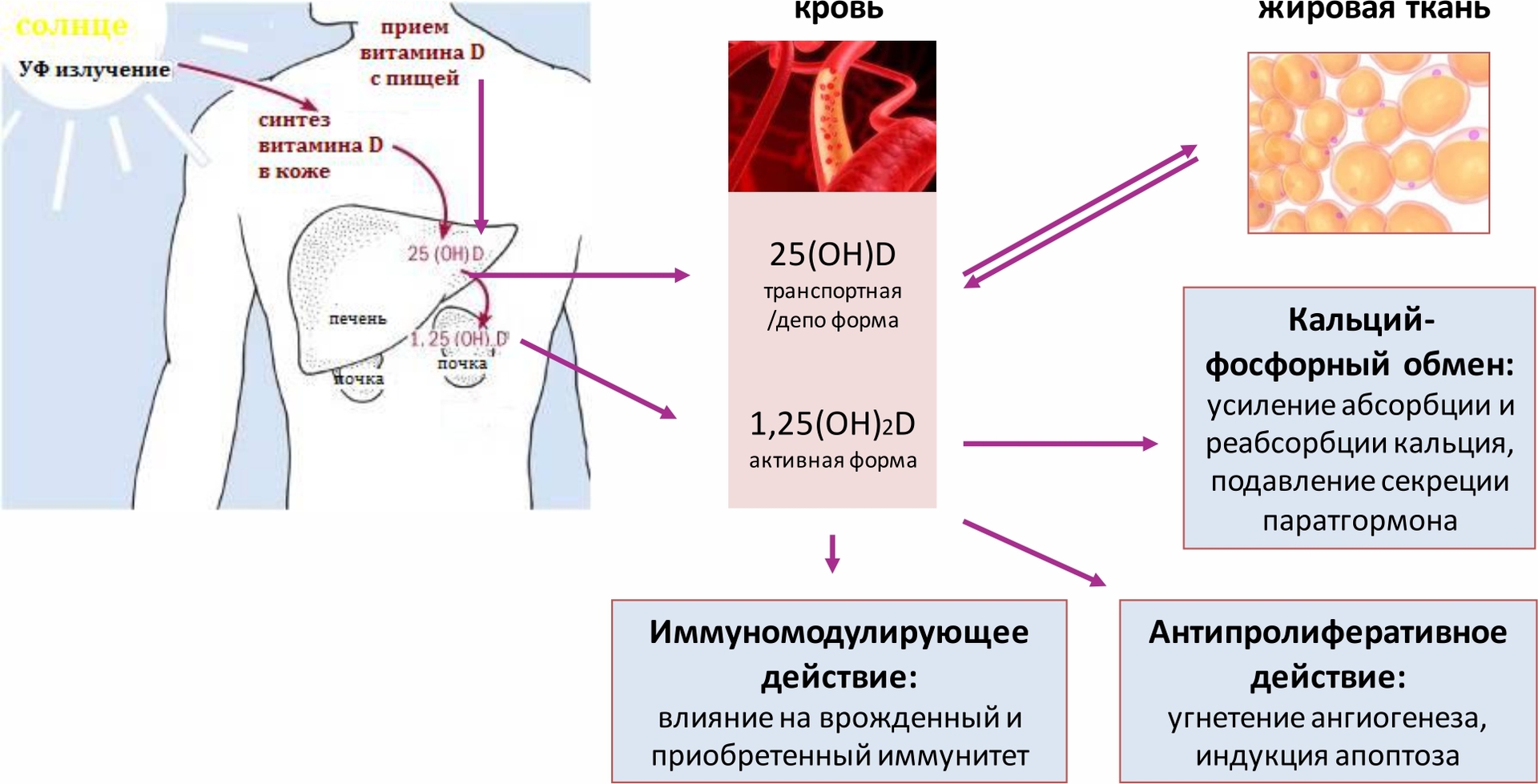 Процесс синтеза витамина D