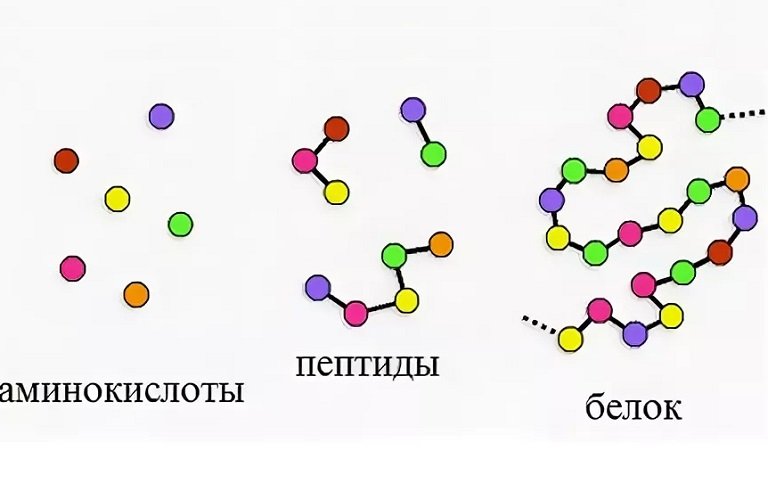 Аминокислоты, пептиды, белки