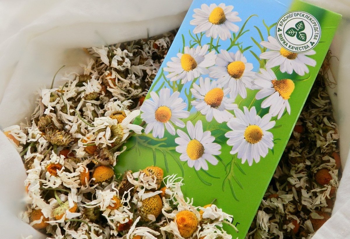 Цветки ромашки