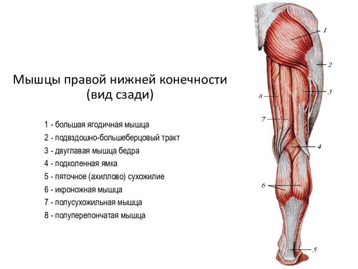 Анатомическое строение ноги