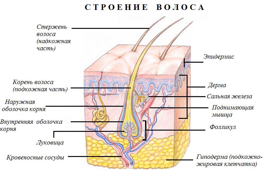 Схема: строение кожи и волоса