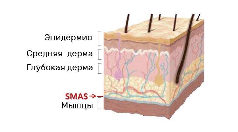 Расположение SMAS
