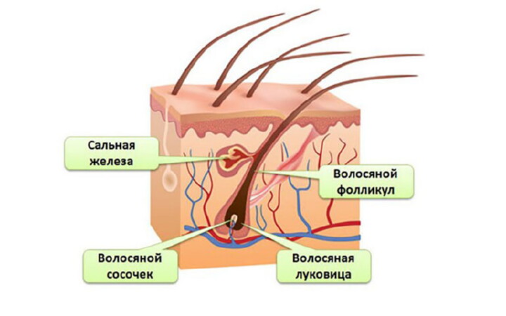 Строение фолликула