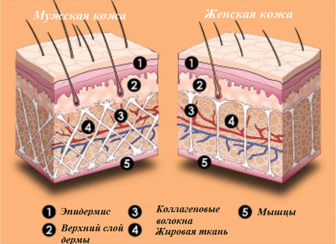 Строение кожи мужчины и женины