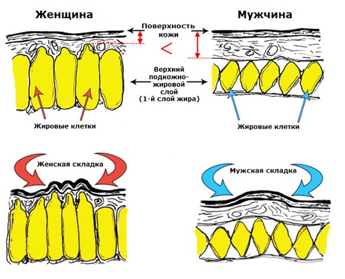 Строение кожи у мужчины и женщины