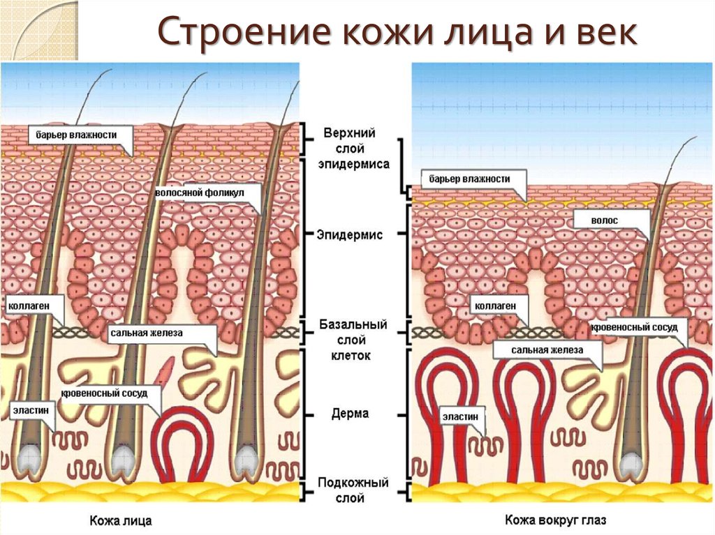 Строение кожи век