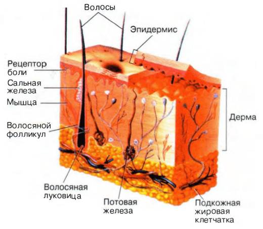 строение кожи