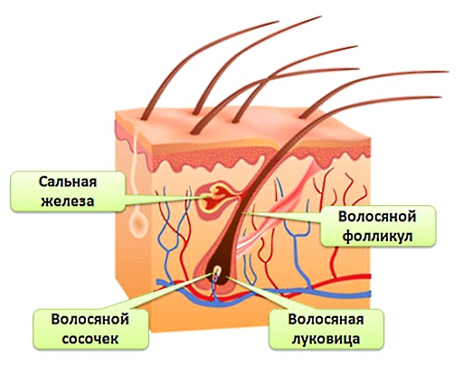Строение волоса