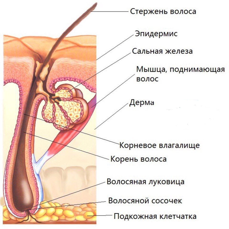 Строение волосяного фолликула