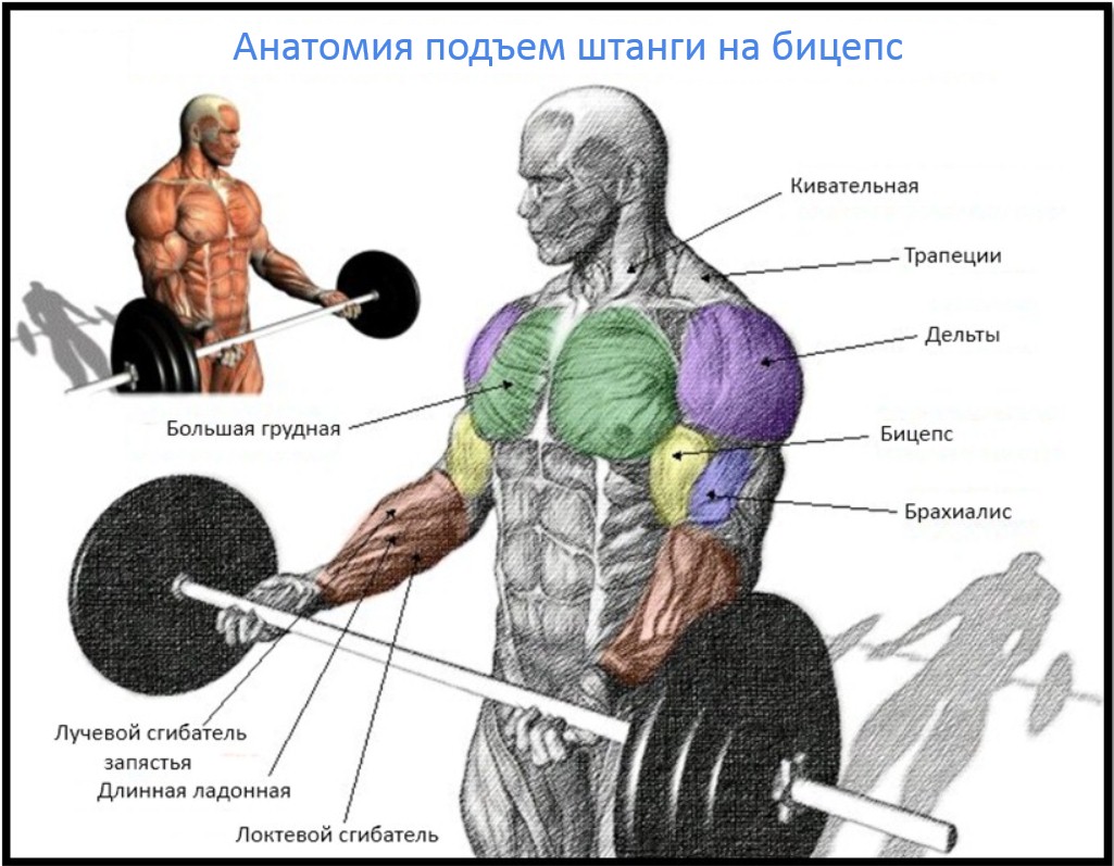 Анатомический рисунок работающих во время подъёма штанги мышц человека