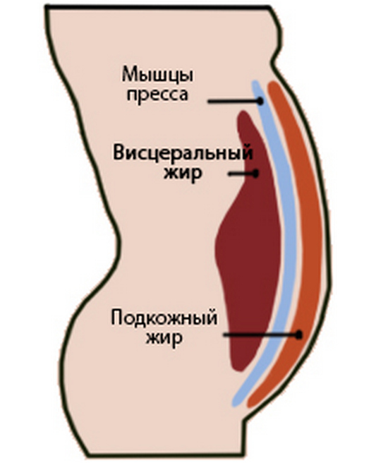 схема расположения висцерального жира
