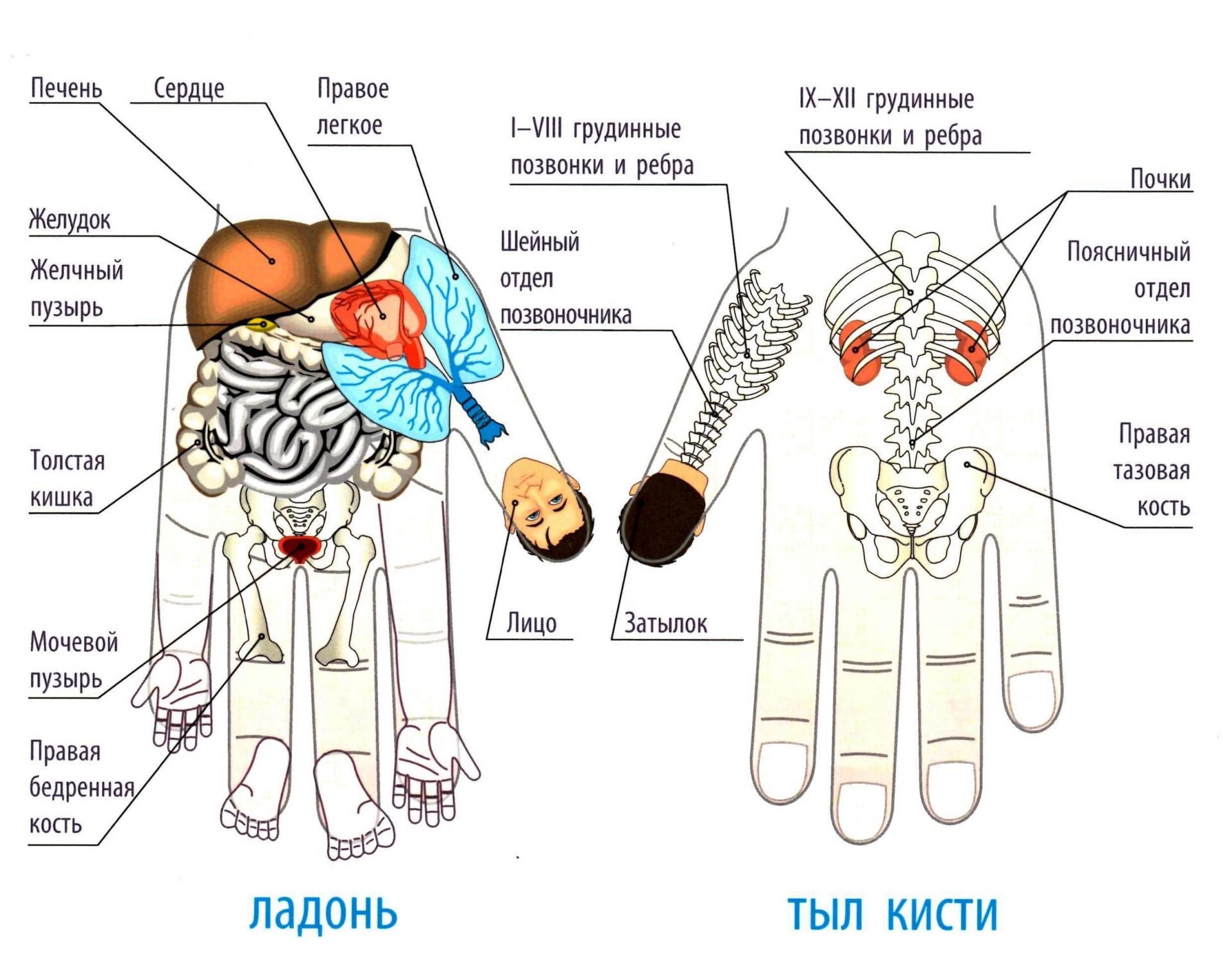 Зоны соответствия на ладонях и пальцах