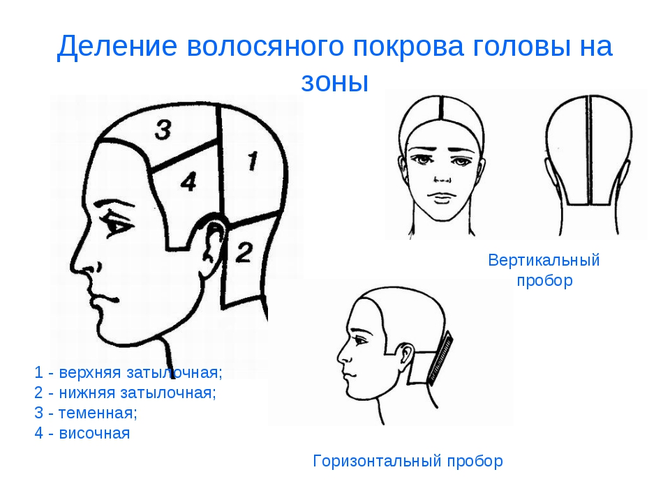 Зоны волосяного покрова